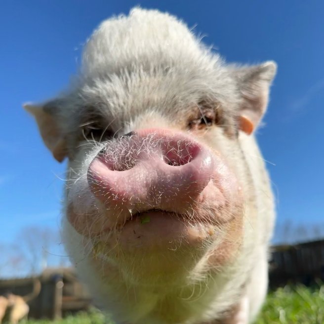 Pig of the Day 🐷 tweet media