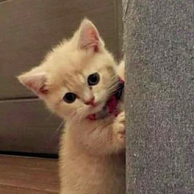 ที่รัก ( squishy ) 𐙚𓏲𝄢ᩚ tweet media