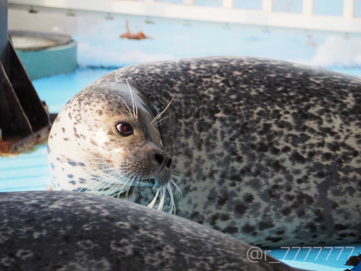 あおぺん tweet media