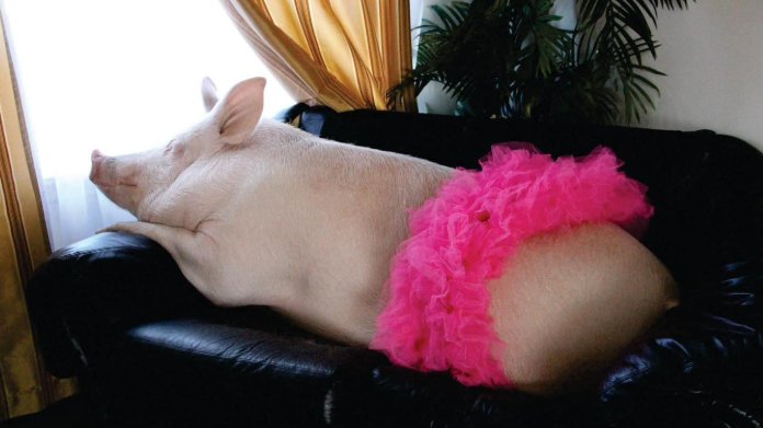 Pig of the Day 🐷 tweet media