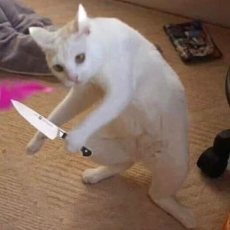 Caed🍁💫 tweet media