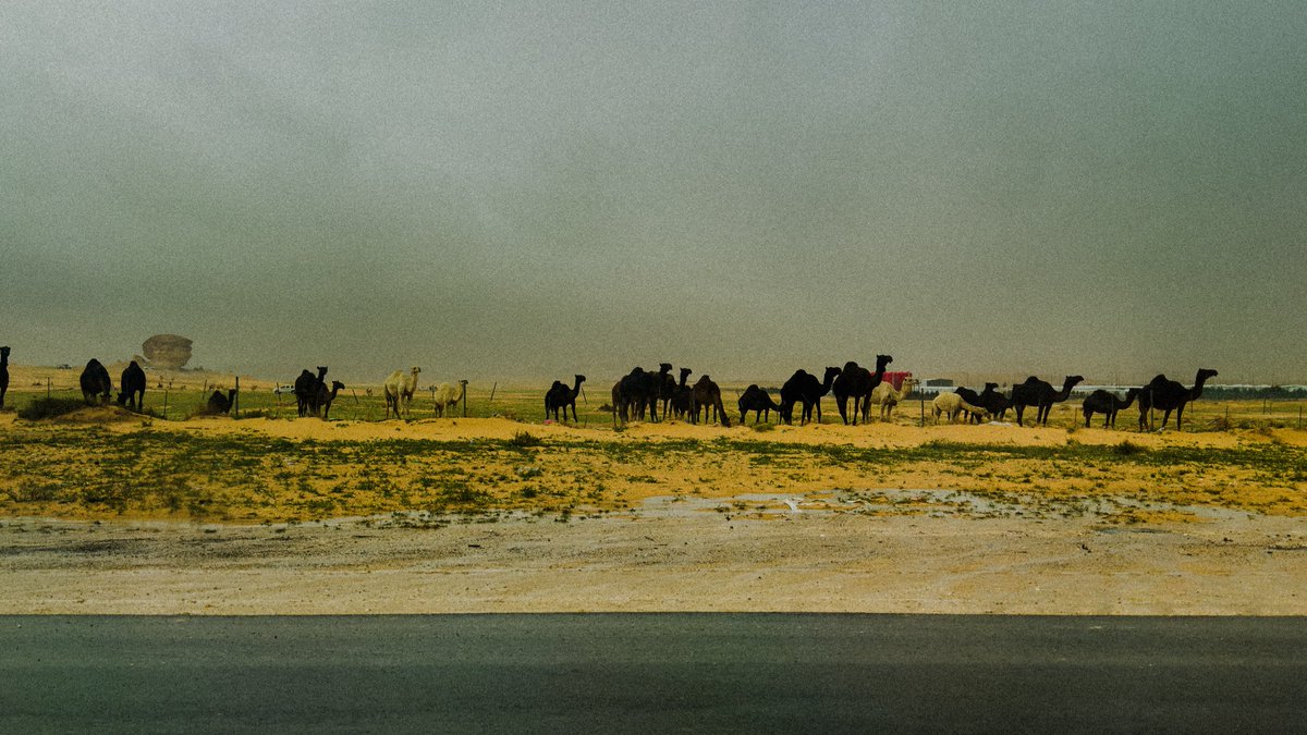 تركي. tweet media