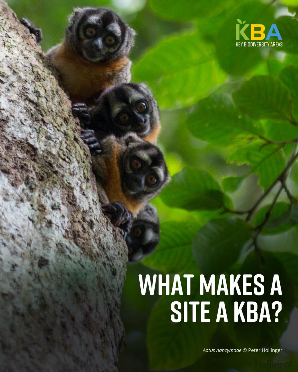 Key Biodiversity Areas tweet media