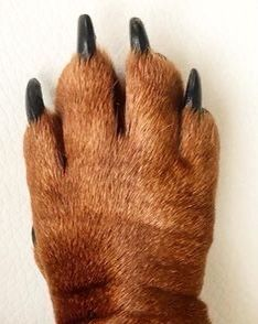 dachshundzones's tweet image. Soft but dangerous 😭
#dachshund