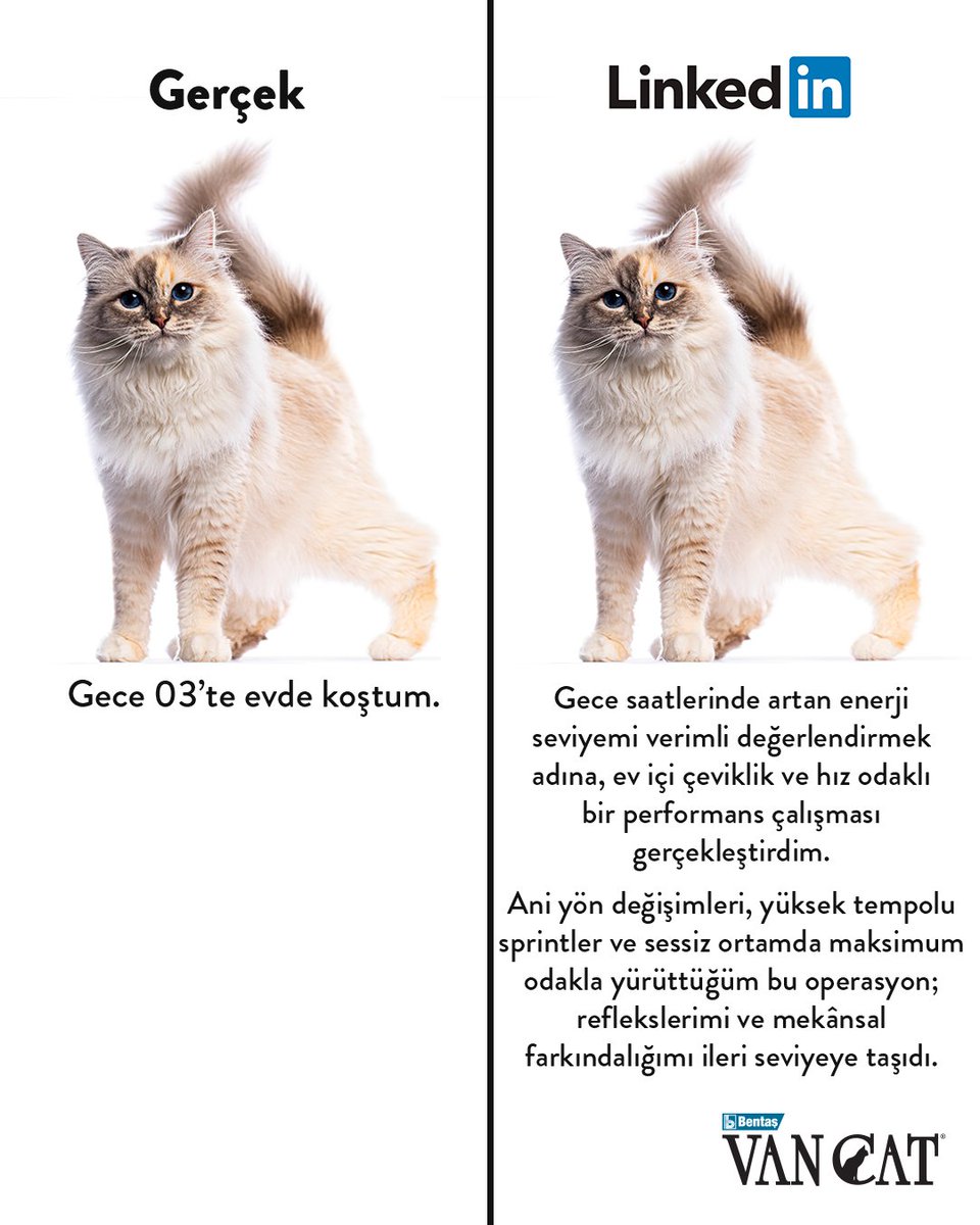 VanCat Türkiye tweet media