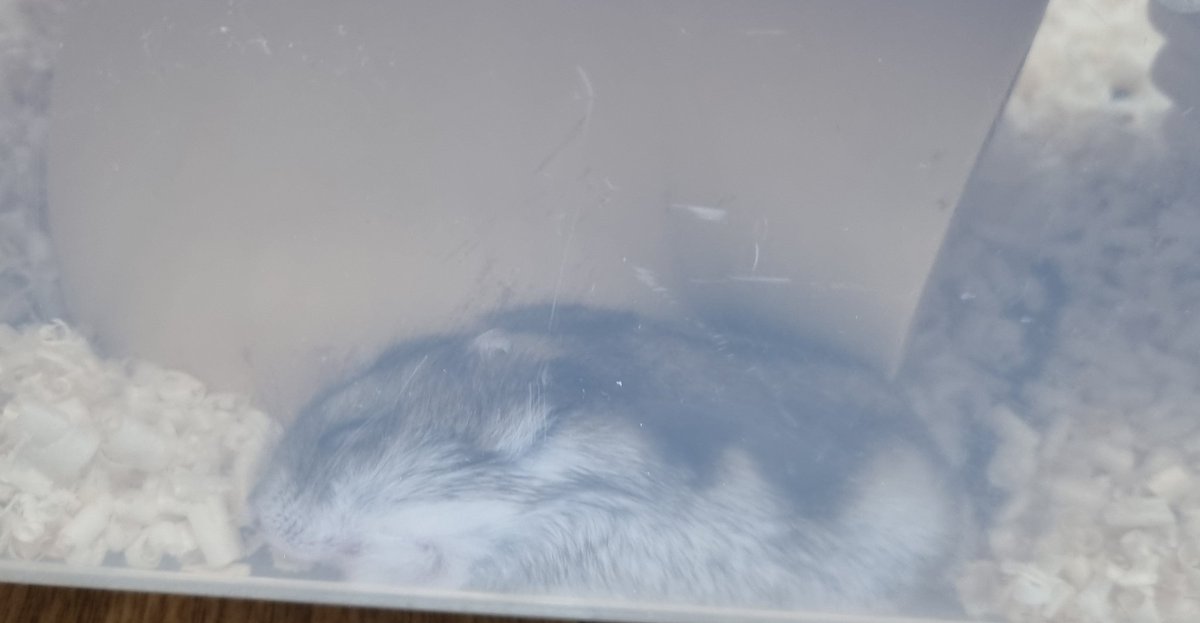 둥근햄 tweet media