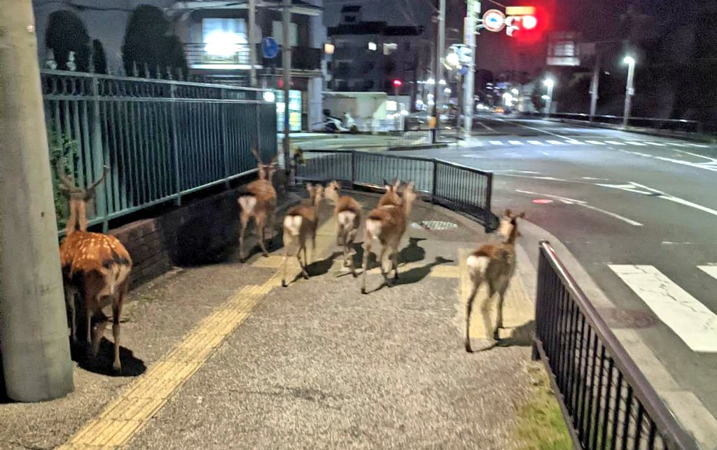 アルトゥル📛日本推しラトビア人 tweet media