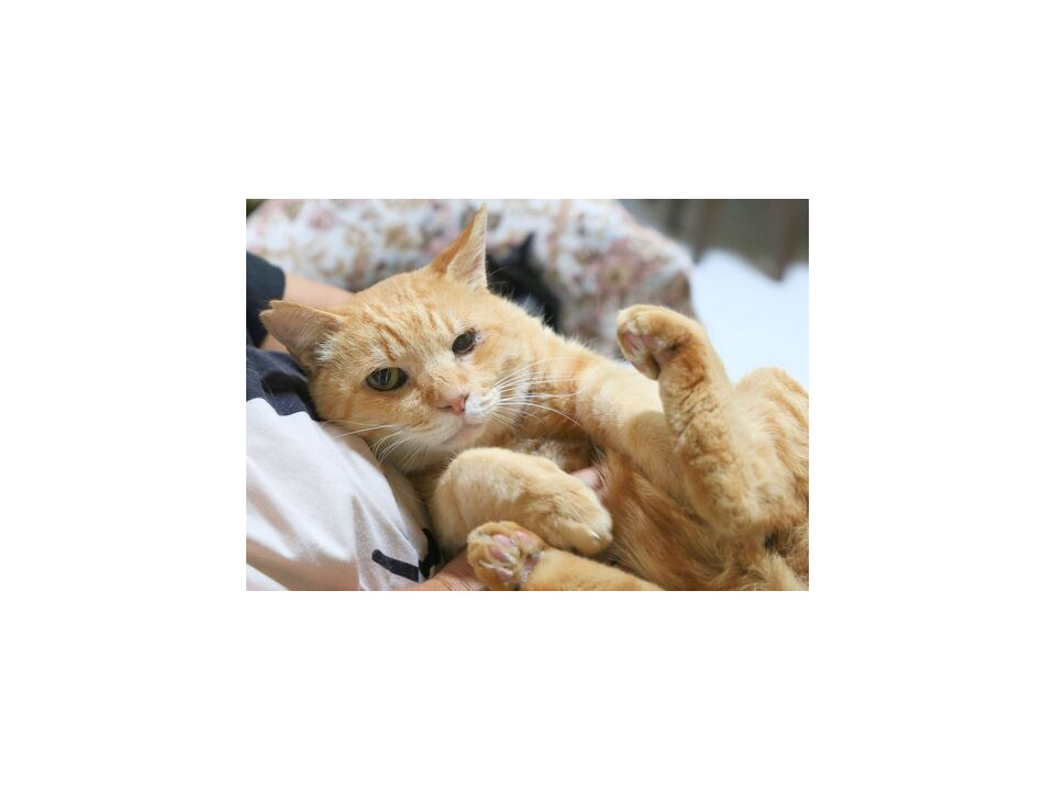 ネコジルシ里親募集《北海道/東北地方》 tweet media