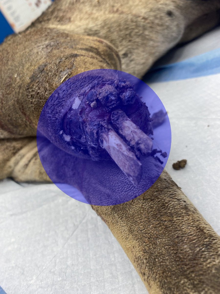 รักหมาจัง🐾 tweet media