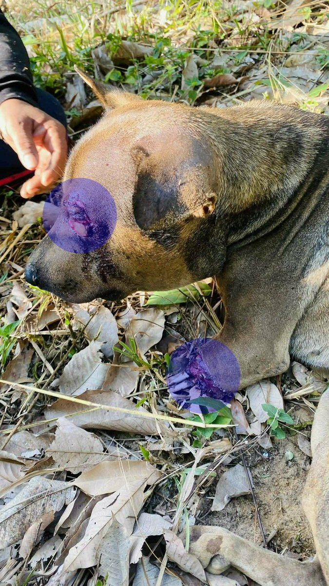 รักหมาจัง🐾 tweet media