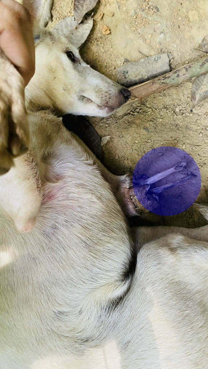 รักหมาจัง🐾 tweet media