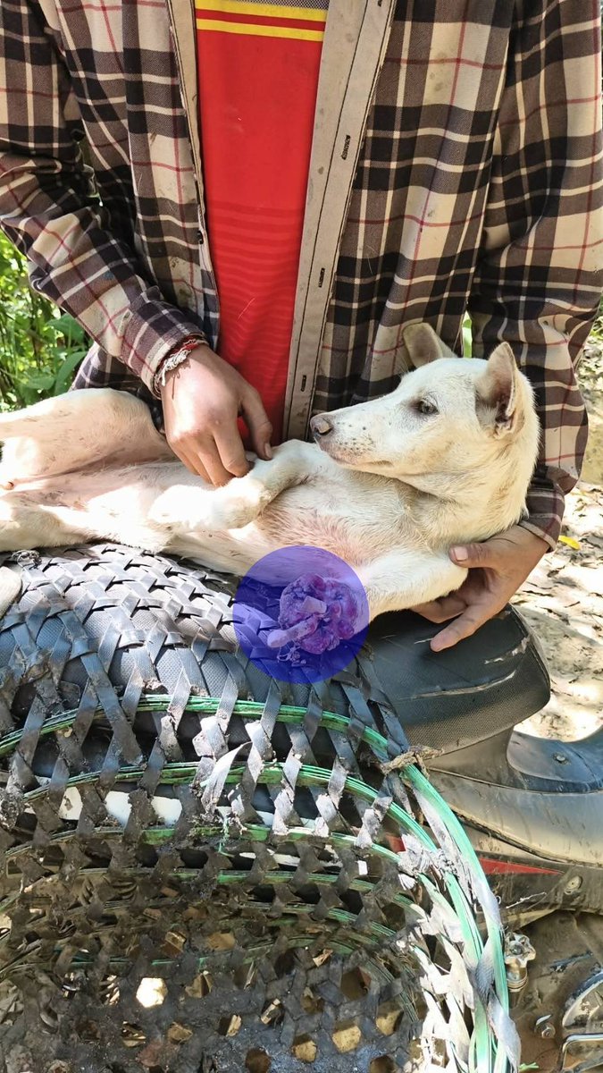 รักหมาจัง🐾 tweet media