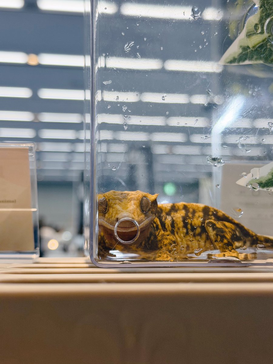 H i NA@EuLUCA tweet media