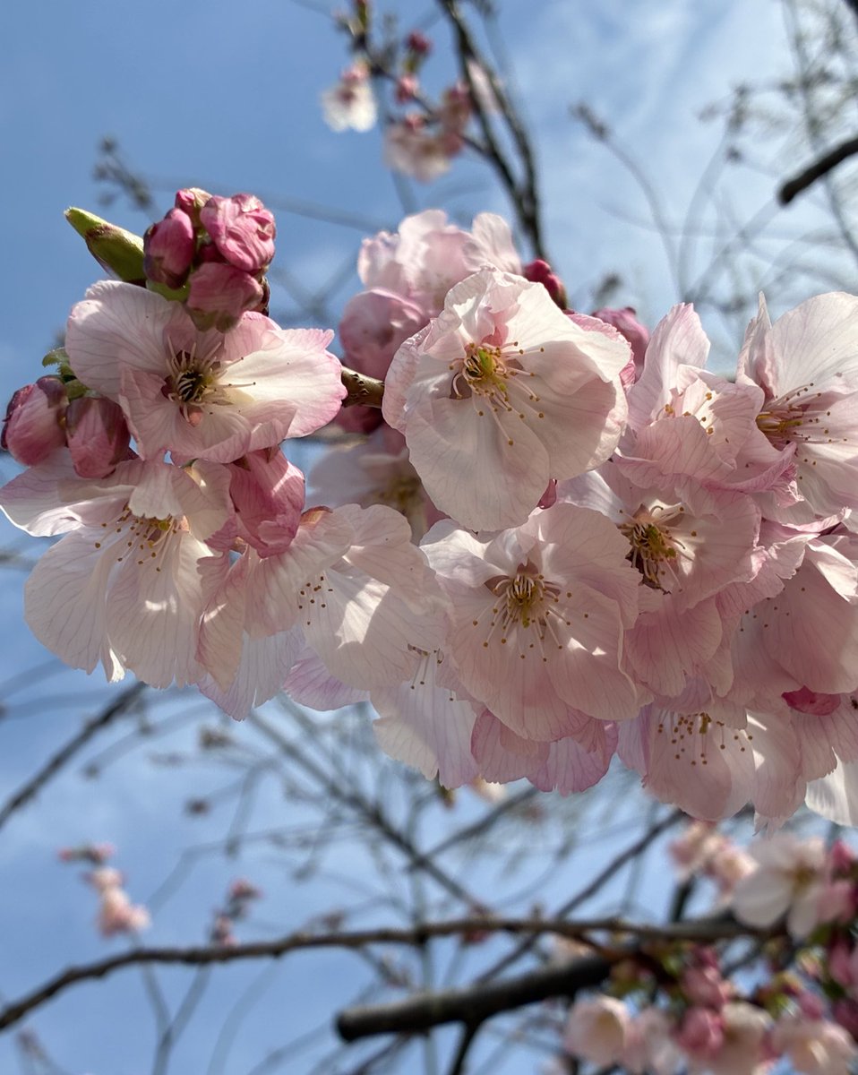 みなまる tweet media