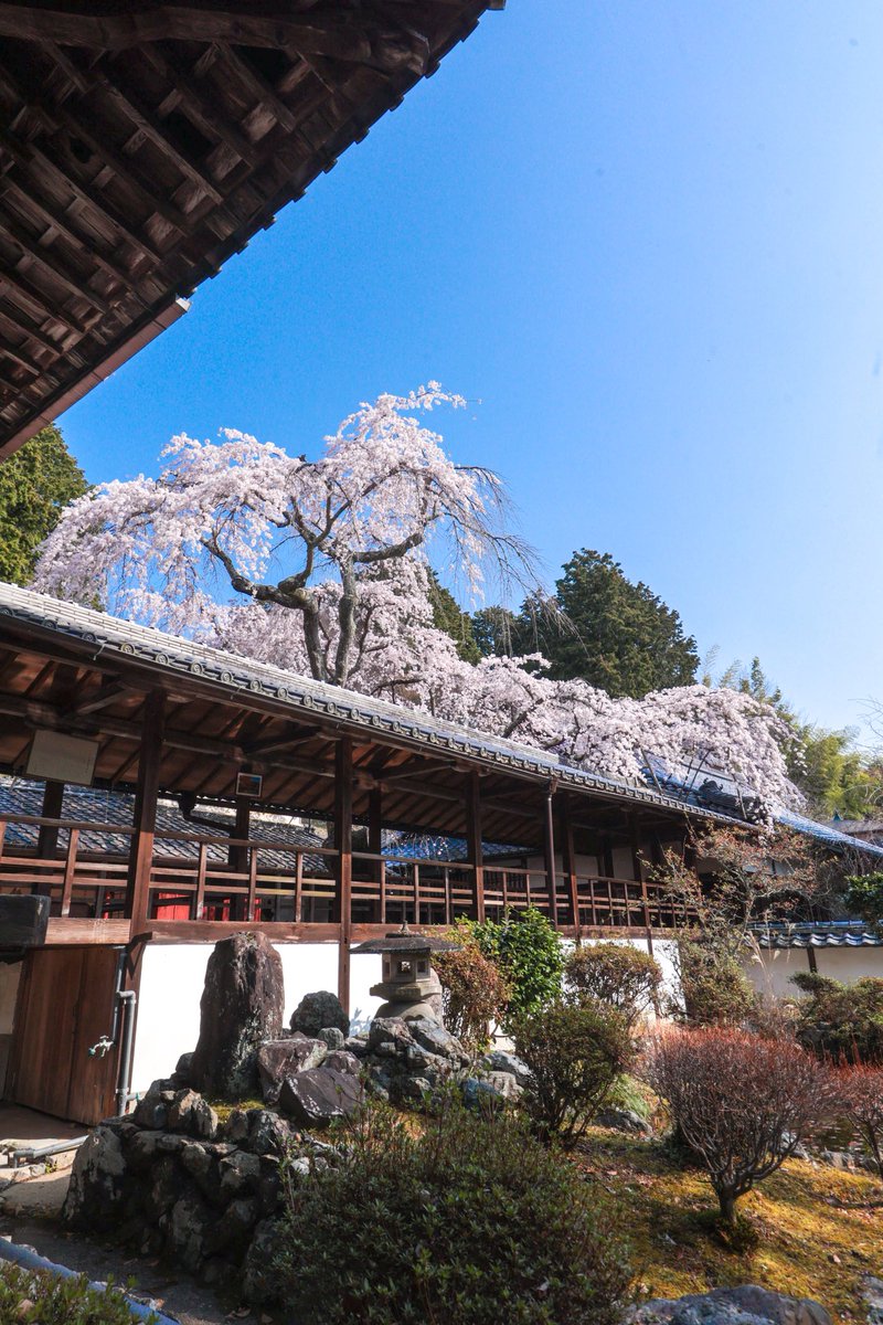 junichiro__t's tweet photo. 洛西の桜名所 十輪寺

降り注ぐような業平桜、順調にいけばもう間もなく見頃でしょうか… https://t.co/uOGPOgzFab