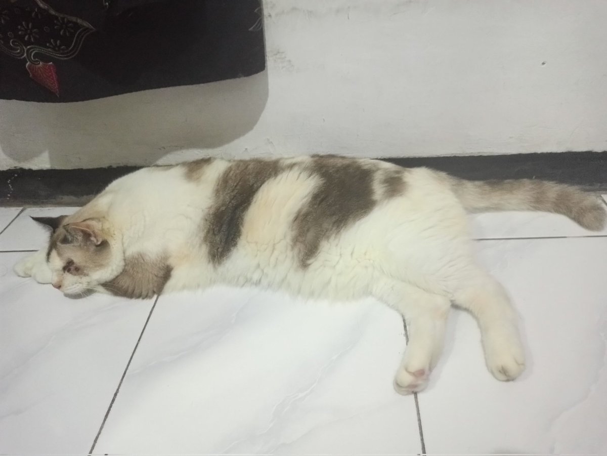 adek Lafo tweet media