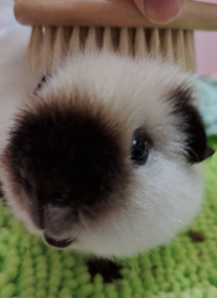 ann(ﾓﾙﾓﾙ) tweet media