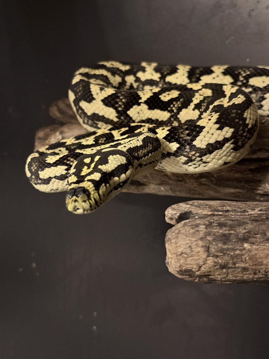 The Origin 古荘智彬 tweet media