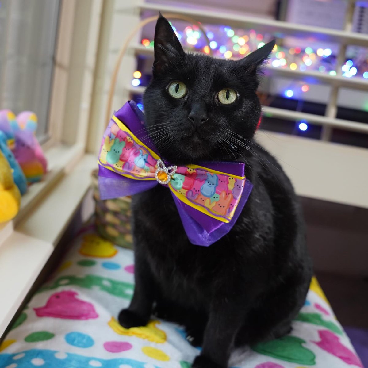 ZolderTheCat's tweet image. Next up is Easter, so bring on the photo shoots (and accompanying treat dispensing!)
#TuesdayMotivation #TuesdayThoughts #BlackCats