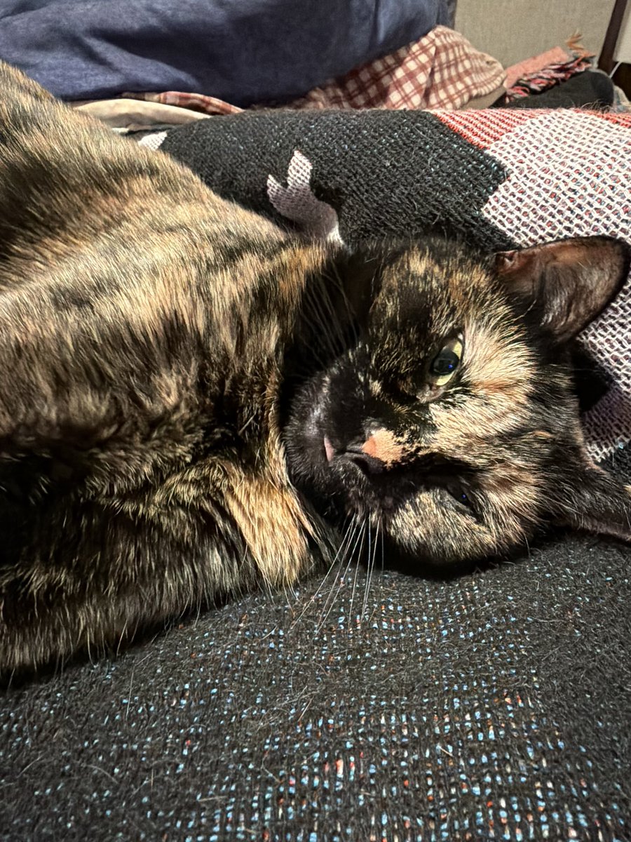 Condiment tweet media