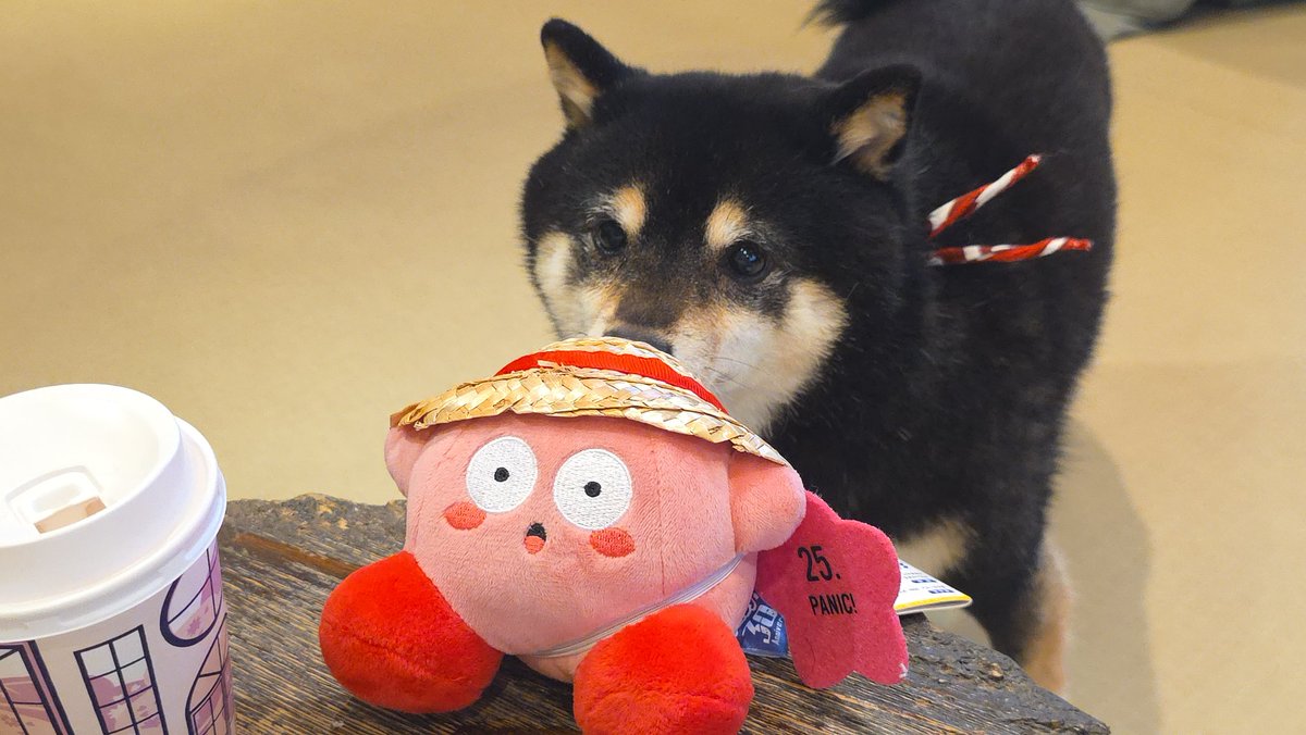 Doogs 𒉭 tweet media