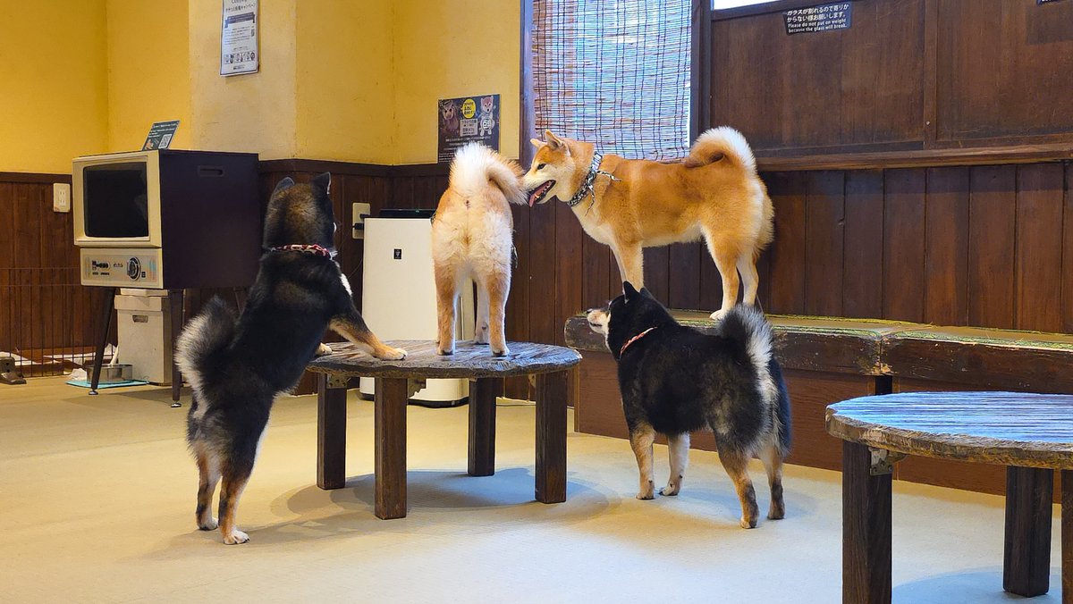 Doogs 𒉭 tweet media