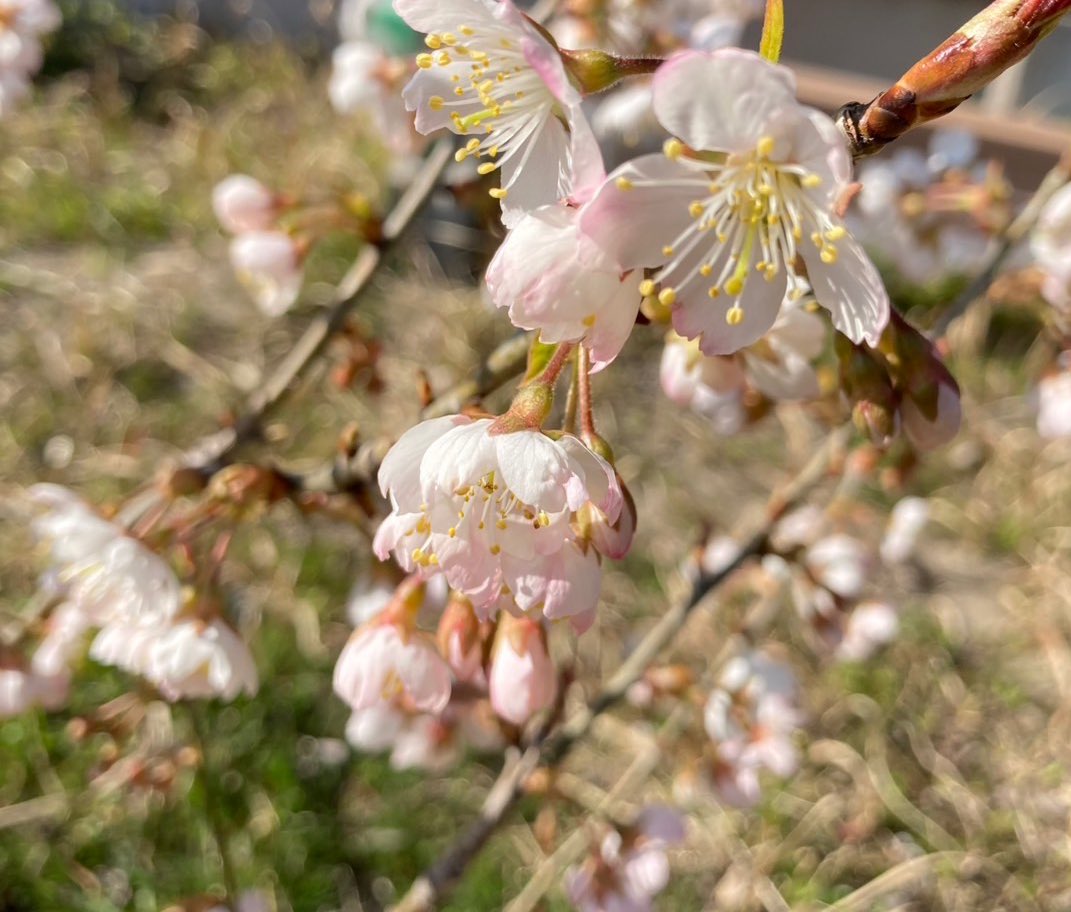 会津から帰って来たら裏庭の桜が満開でびっくりした(新潟です)
さくらんぼがなるタイプ