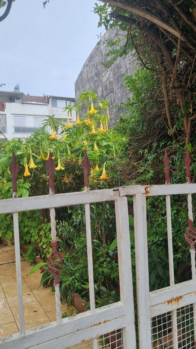 Manolya Gürocak tweet media