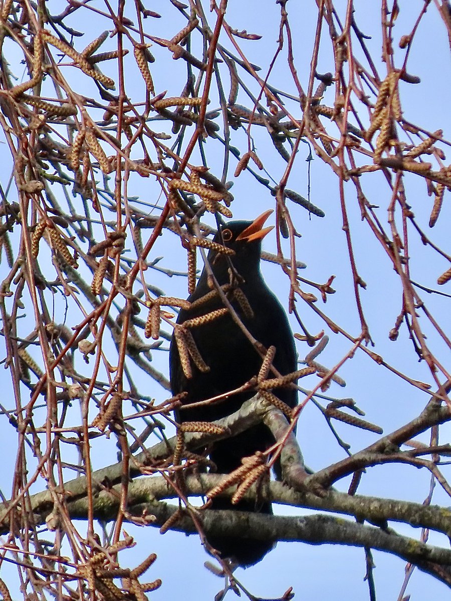 Mieke Poiesz tweet media