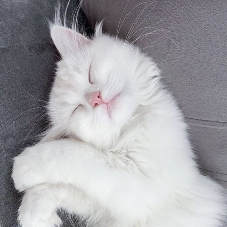 디아 𓇼 tweet media