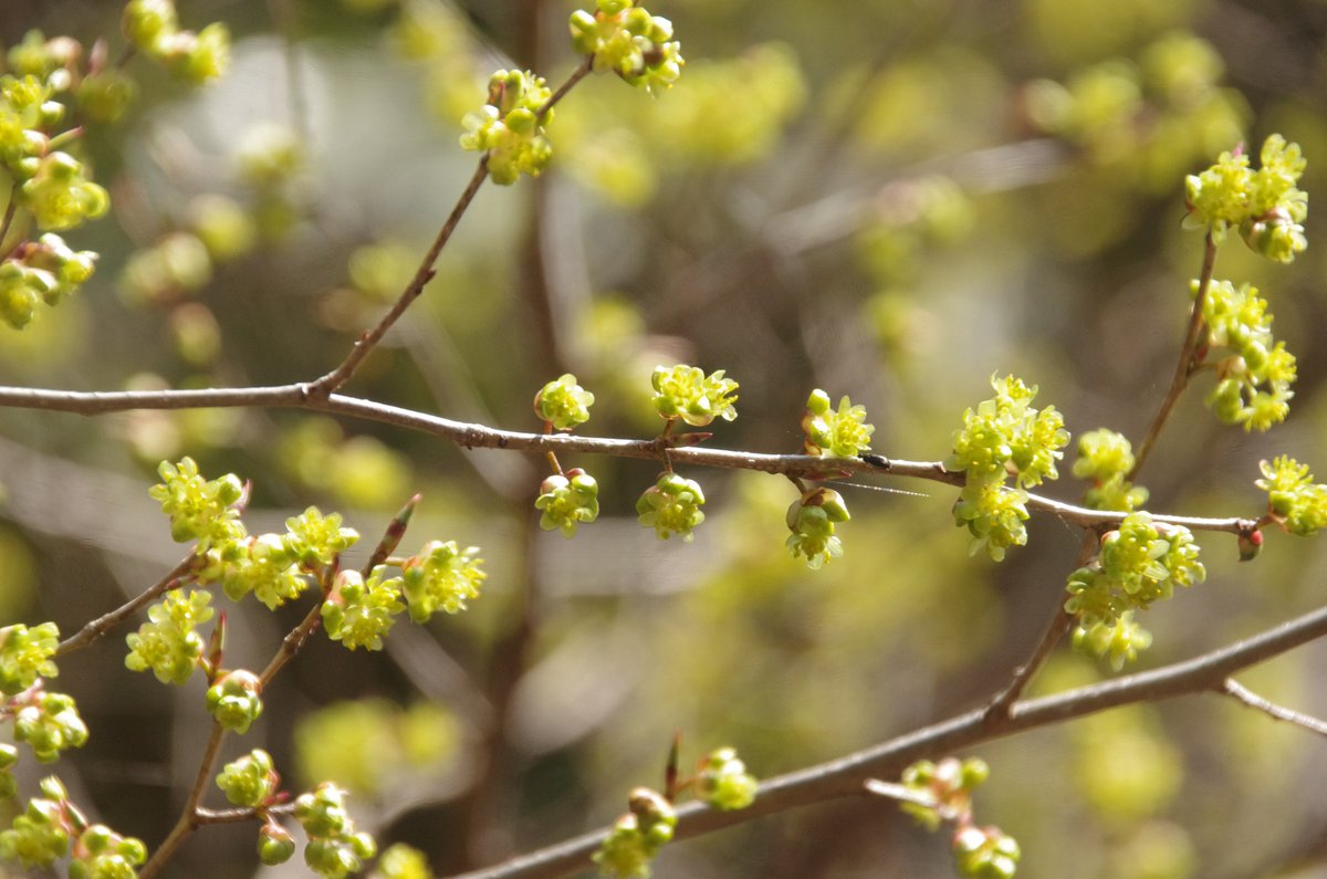 岳(だけぶき)蕗 tweet media