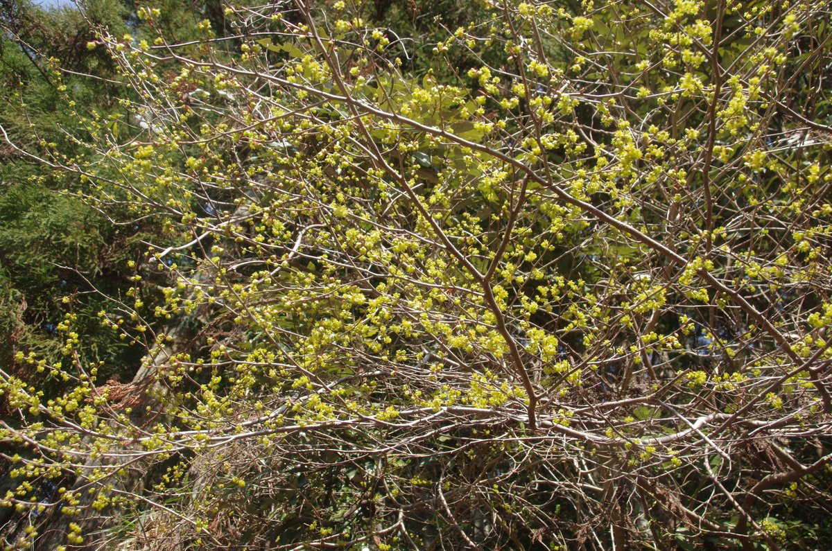 岳(だけぶき)蕗 tweet media