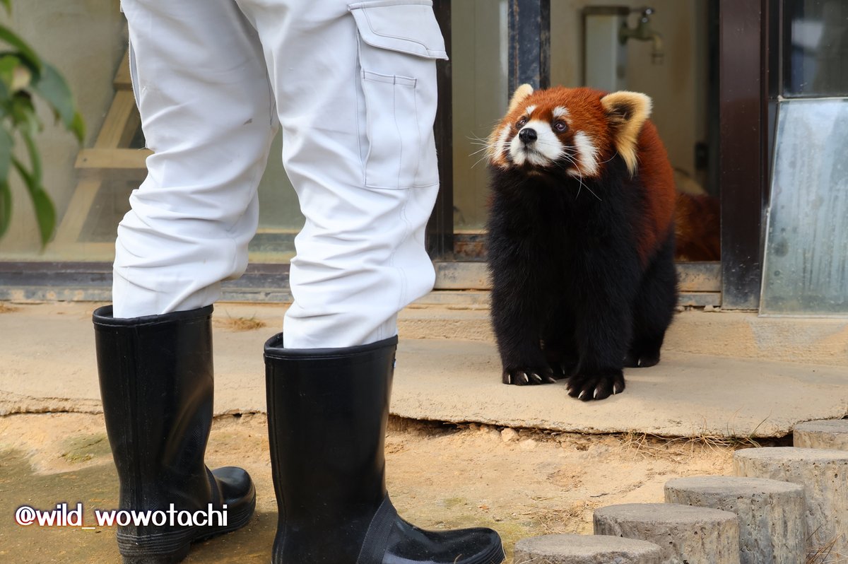 野生のォォタチ tweet media