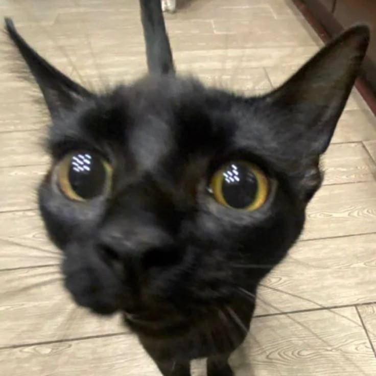 🌳 HTF 🌳 Parody 🍿 tweet media