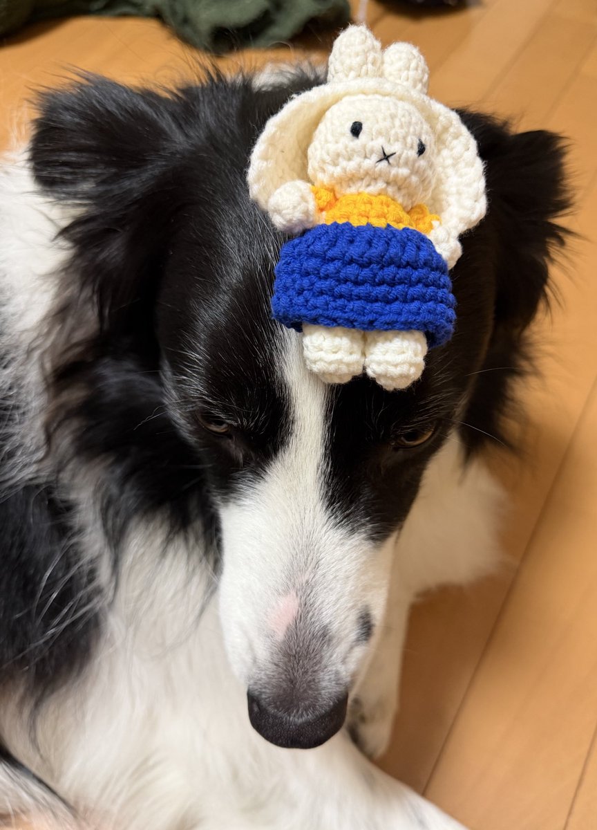 チョコスキー tweet media