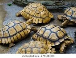 prince Valentine tweet media