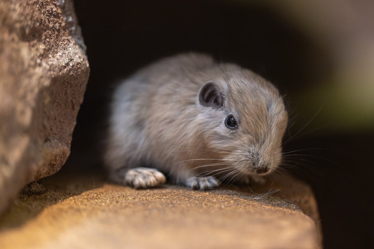 空白寺 tweet media