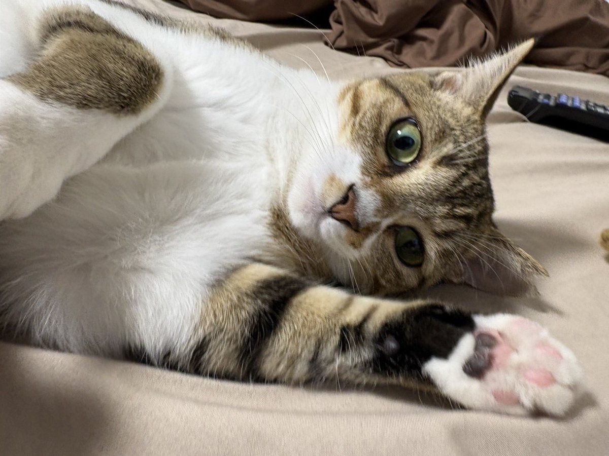 DIFFERENT:ACCOUNT DAI tweet media