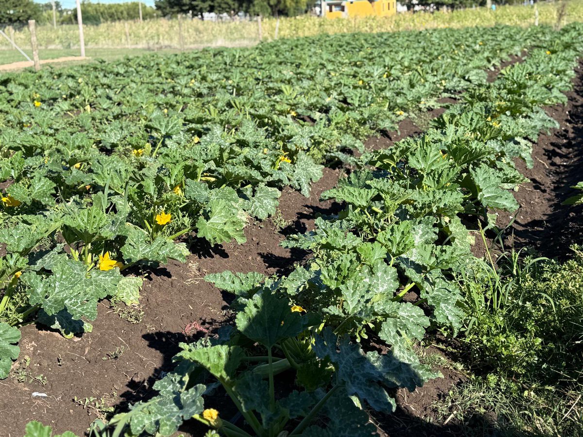 Carlos Daniel Camy tweet media