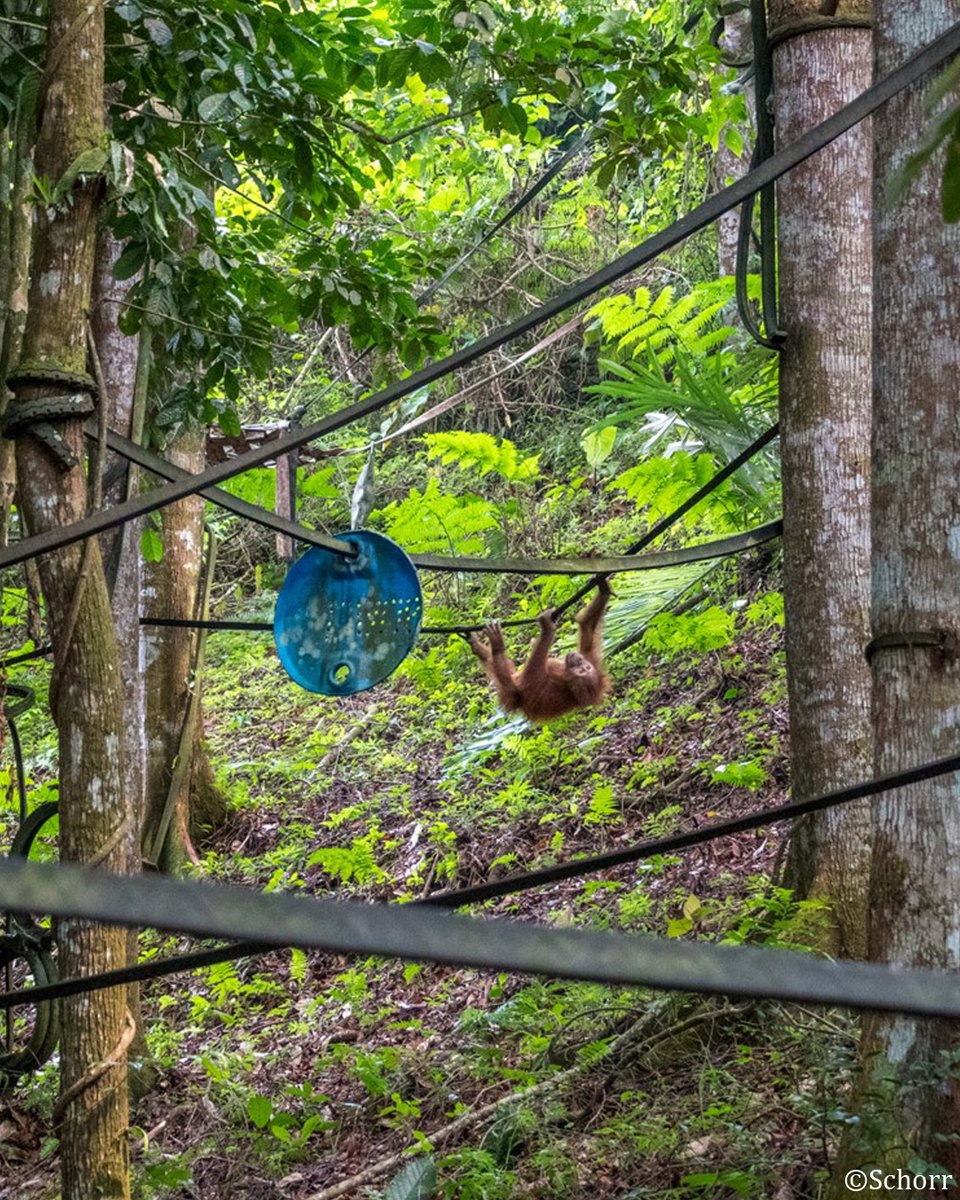 Orang-Utans In Not tweet media