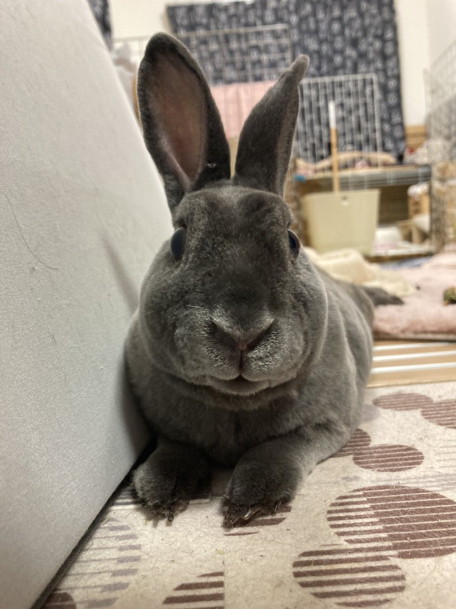 Bobo0418Rabbit's tweet photo. にこっ🙂
絶対笑ってるよね？🐰🤭💗
#うさぎ　#ミニレッキス https://t.co/7zmTD5qT7u