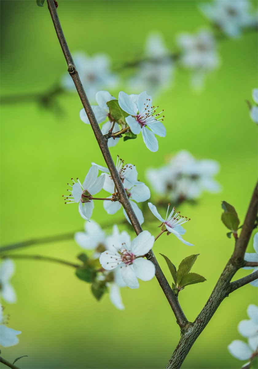 Simple as _Jade 🌿🕊️ tweet media