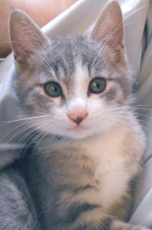 RE:D ［り:でぃ］バイオ創作動画 新作 公開中🎞️ tweet media