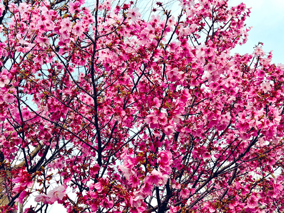 大前多恵(Tae Omae) tweet media