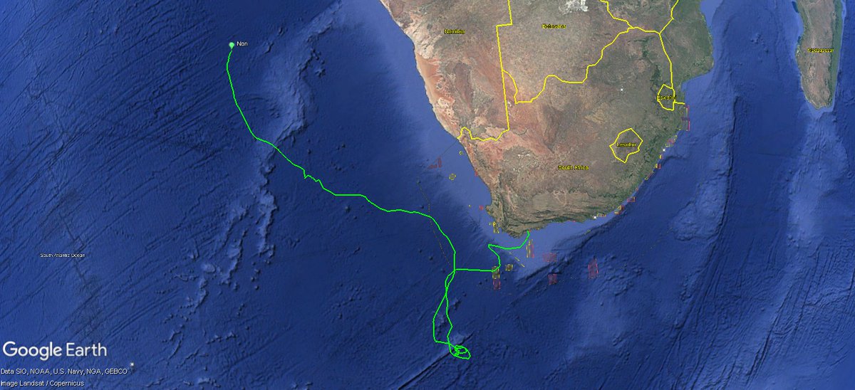CapeNature1's tweet image. After two years of rehabilitation, Nori, a rescued green turtle, was released into the De Hoop Marine Protected Area in November last year. Since then, she has travelled an incredible 5,230+ km, averaging 47.5 km a day.

#GreenTurtle #MorukuruGoodwillFoundation #CapeNature