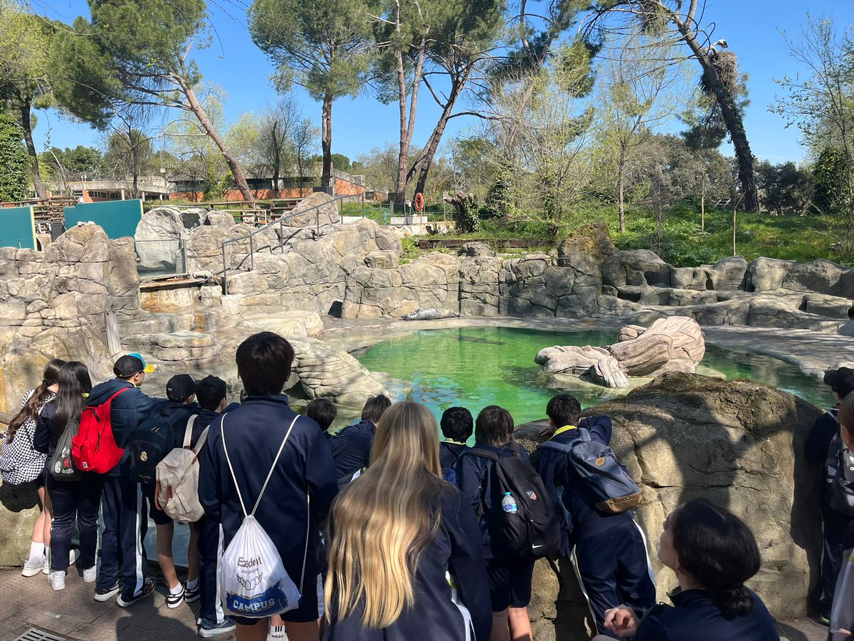 patrociniosj's tweet image. Excursión de 1º ESO 🐒🦒 Excelente mañana en el Zoo de Madrid aprendiendo la importancia de las adaptaciones al medio y descubriendo el mundo animal de cerca. ¡Una experiencia muy enriquecedora! 🌍✨
#ZooMadrid #ExcursiónEscolar #AprenderFueraDelAula #CienciasNaturales