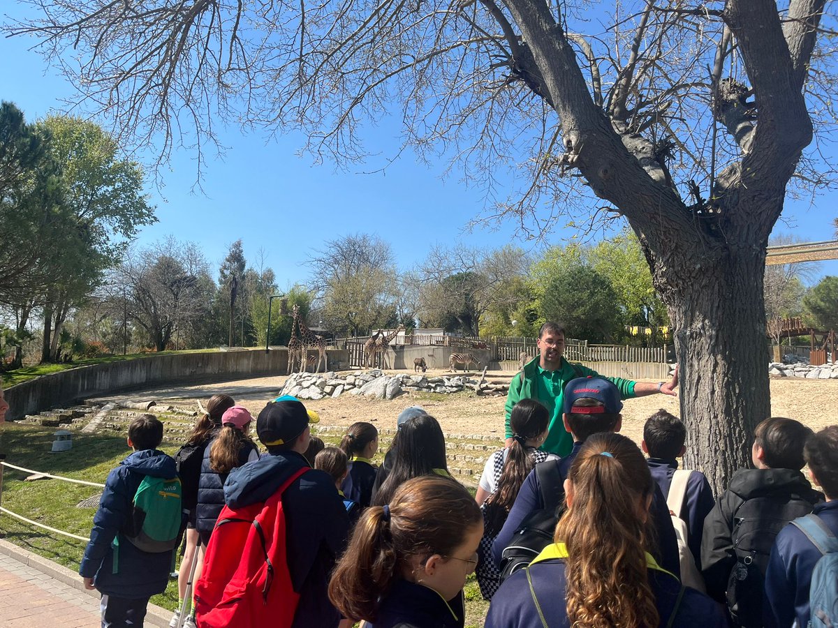 patrociniosj's tweet image. Excursión de 1º ESO 🐒🦒 Excelente mañana en el Zoo de Madrid aprendiendo la importancia de las adaptaciones al medio y descubriendo el mundo animal de cerca. ¡Una experiencia muy enriquecedora! 🌍✨
#ZooMadrid #ExcursiónEscolar #AprenderFueraDelAula #CienciasNaturales