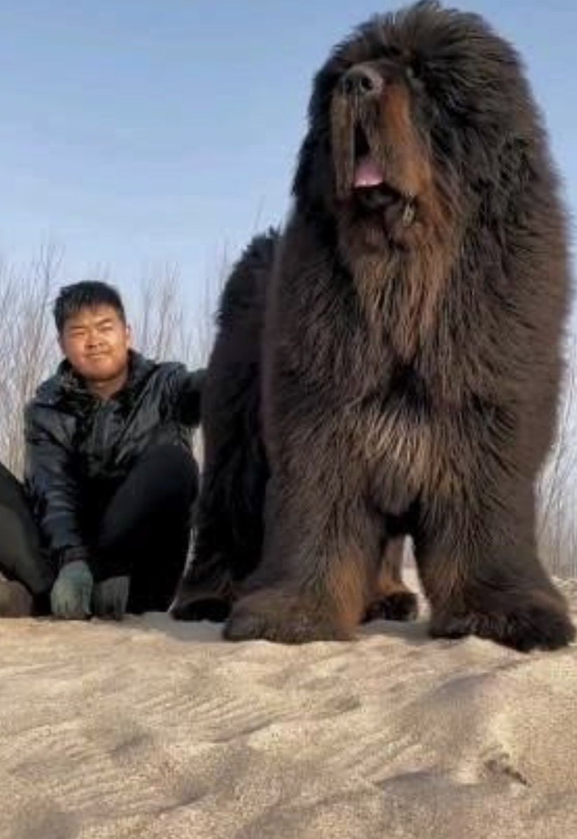 Sean O'Meara tweet media