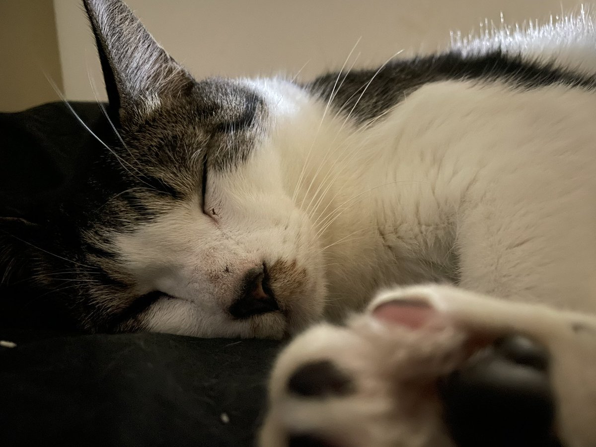 hechi💊✨鶴祁 tweet media