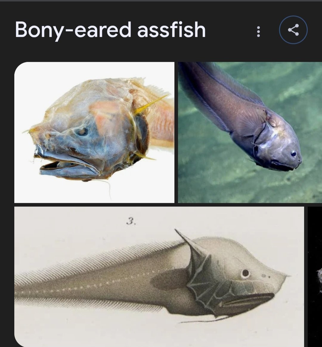 Internet Skeleton tweet media